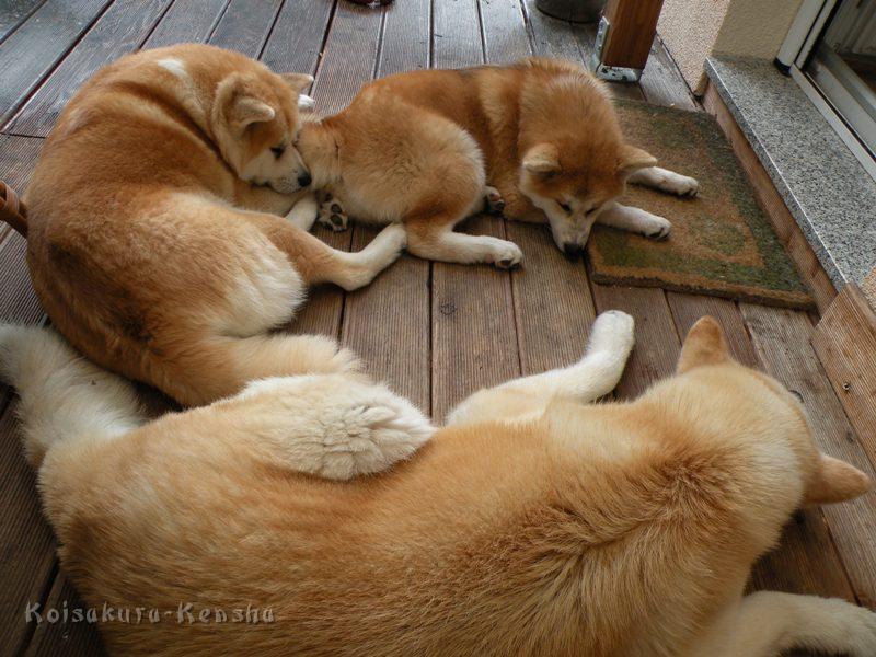 DSCN3515a.JPG - Koi mit Harumi und Chikoo, Juli 2009