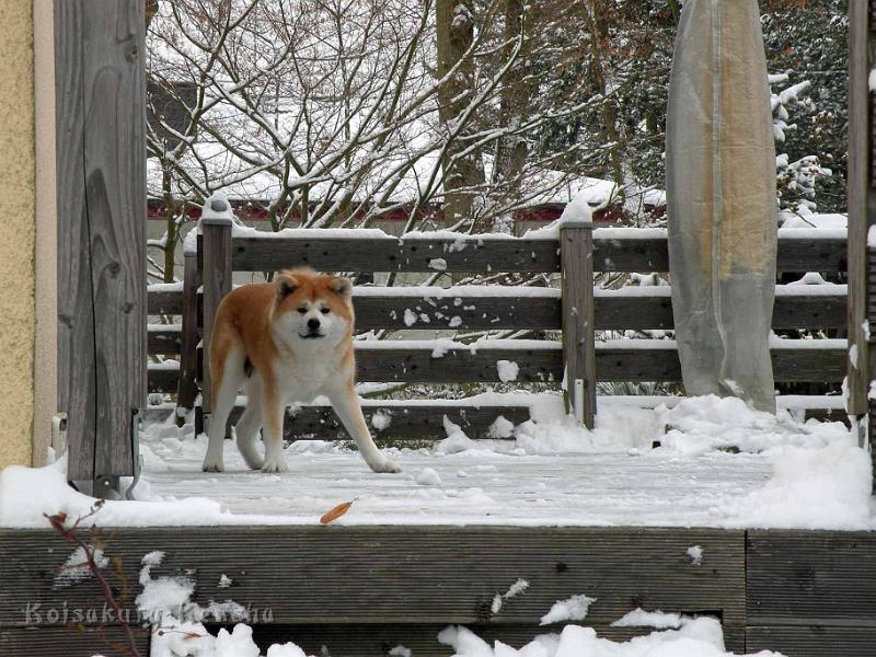 DSCN7293.jpg - Spielaufforderung, Dezember 2010