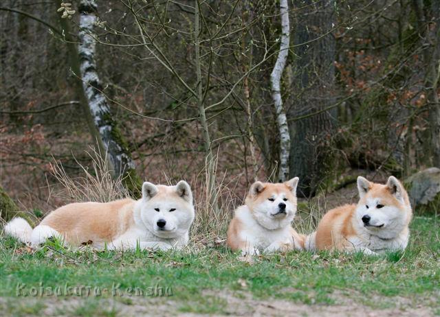 _R0D8011.JPG - Koi mit Makiko und Harumi in Niederhaverbeck 2011