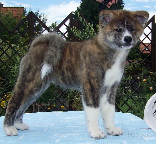 Yasuo_12_Wochen.jpg - Yasuo 12 Wochen