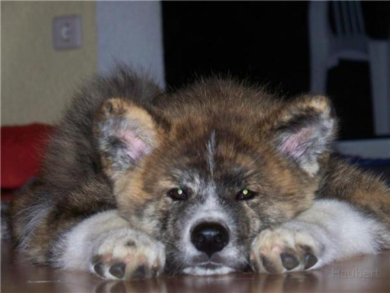 Yasuo_15_Wochen.jpg - Yasuo 15 Wochen