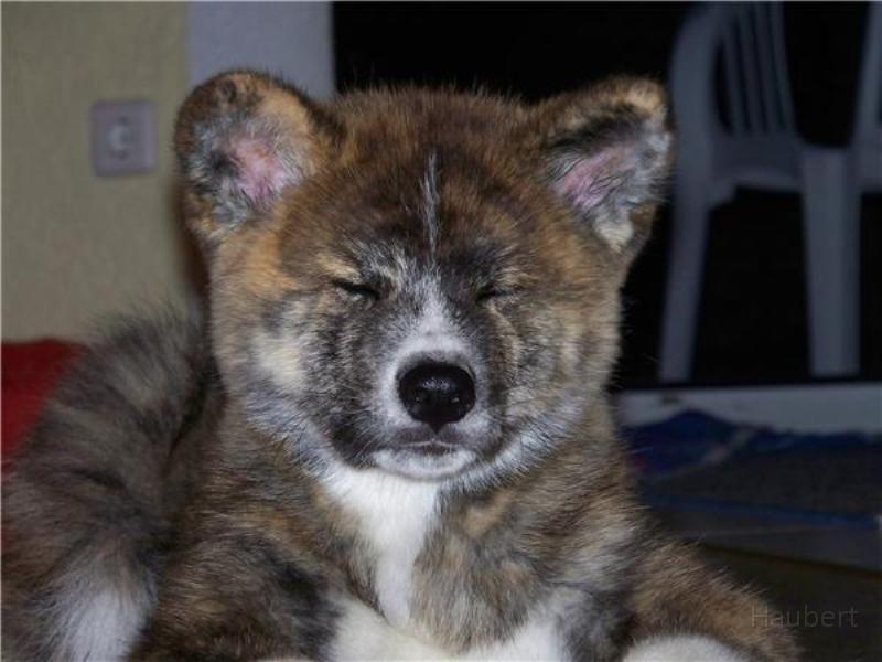 Yasuo_15_Wochen_alt.jpg - Yasuo 15 Wochen