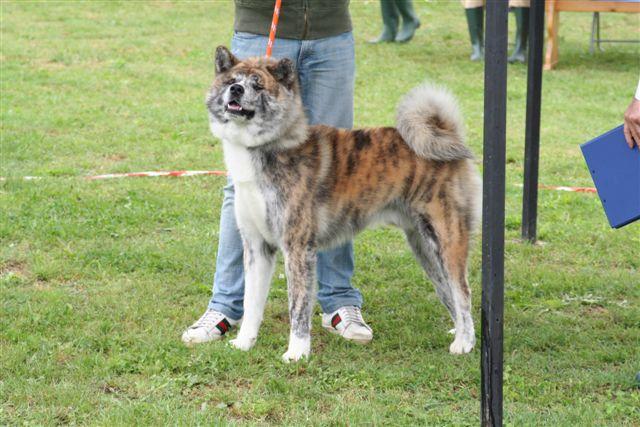 IMG_0158.JPG - TOUMARU GO SHUN' YOU KENSHA
