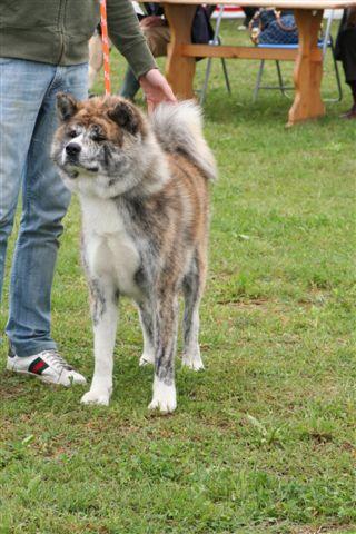 IMG_0162.JPG - TOUMARU GO SHUN' YOU KENSHA
