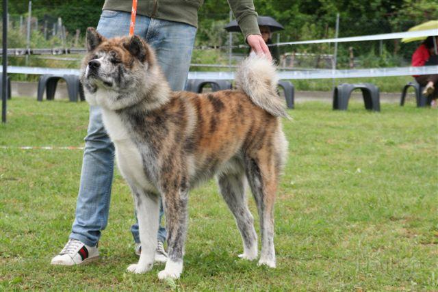 IMG_0163.JPG - TOUMARU GO SHUN' YOU KENSHA
