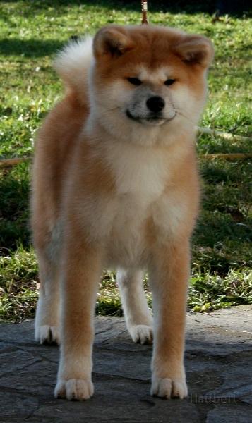 Sayuri-12Wo.jpg - Sayuri, 12 Wochen