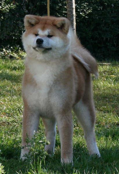 sayuri-6Monate.jpg - Sayuri, 6 Monate