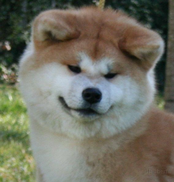 sayuri-Kopf-6Mon.jpg - Sayuri, 6 Monate