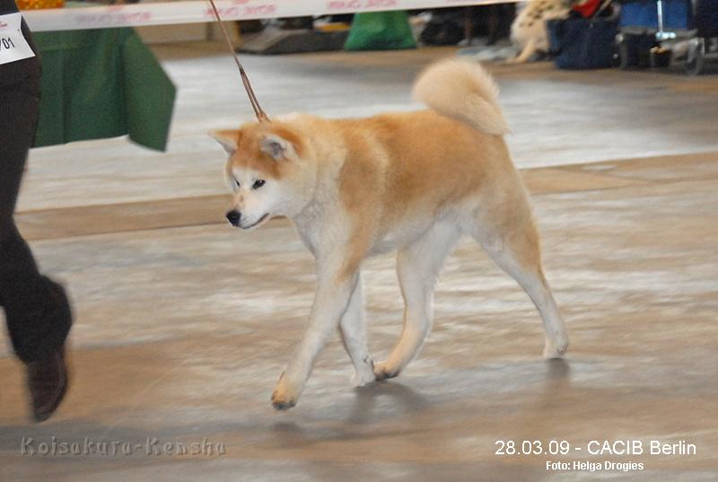 DSC_1370a-a.jpg - 42. Internationalen Rassehunde-Ausstellung in Berlin am 28.03.2009