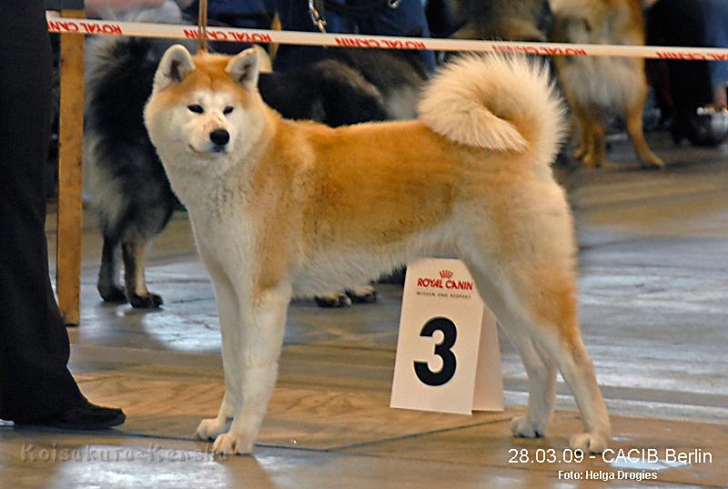 DSC_1380a-a.jpg - 42. Internationalen Rassehunde-Ausstellung in Berlin am 28.03.2009