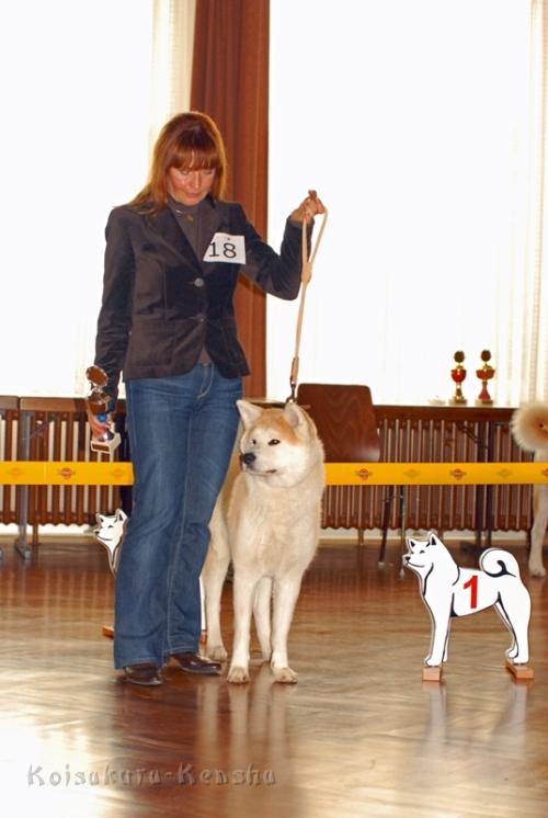 DSC_4876a.JPG - Spezial-Rassehunde-Ausstellung des Japan Akita e. V. in Vellmar-Obervellmaram 08.11.2009