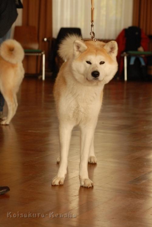 Makiko_Vellmar-a.JPG - Spezial-Rassehunde-Ausstellung des Japan Akita e. V. in Vellmar-Obervellmaram 08.11.2009