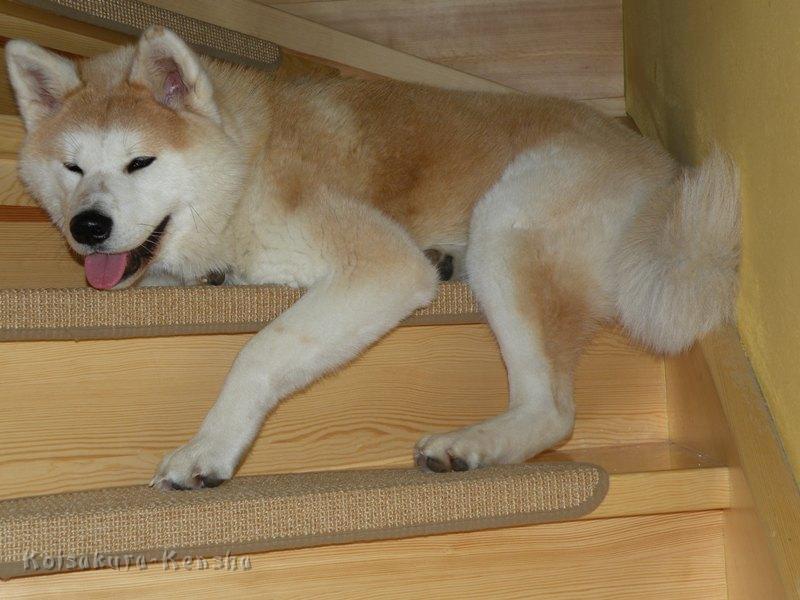 DSCN0913.JPG - Makiko auf der Treppe