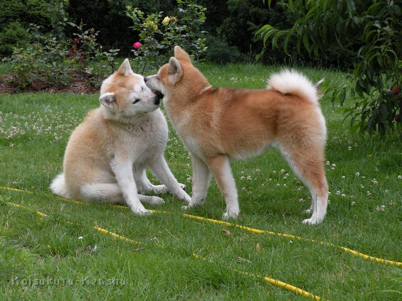 DSCN3356a.JPG - Makiko und Harumi, Juli 2009