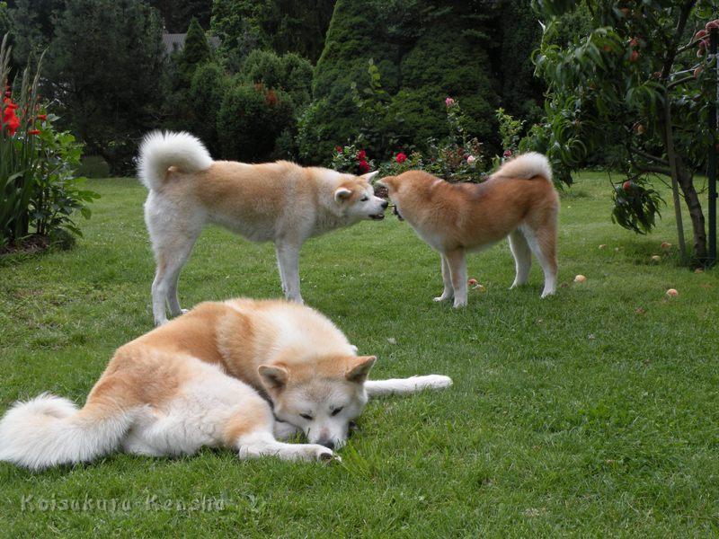 DSCN3444a.JPG - Makiko und Harumi, Juli 2009