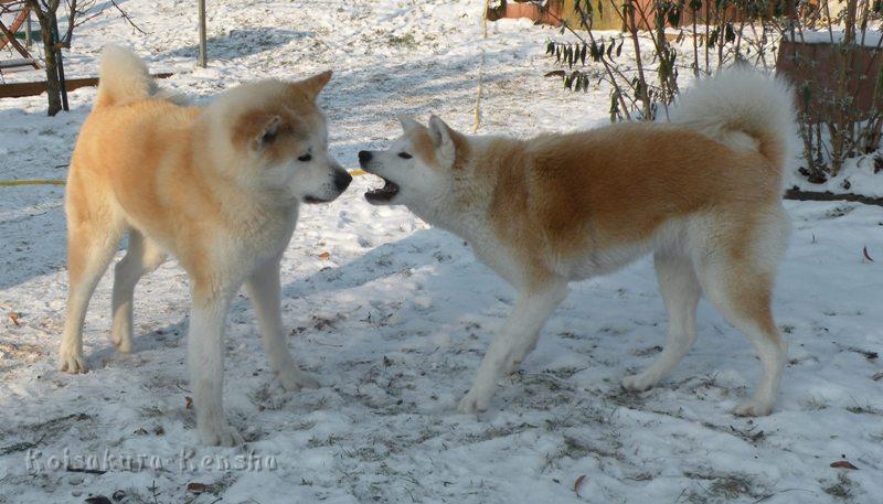 DSCN4090a.JPG - Makiko mit Chikoo, Dezember 2009