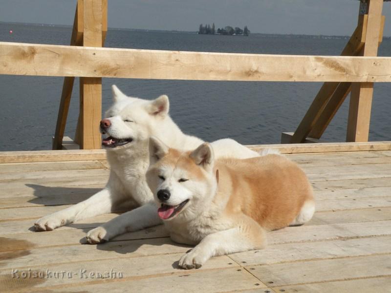 DSCN4955a.JPG - Makiko mit Akita-Freund Dash, April 2010