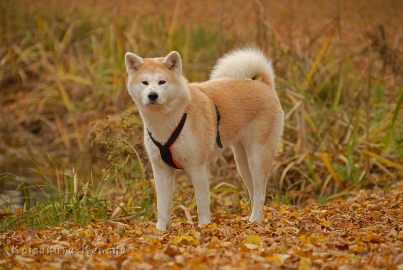 DSC_4750a.JPG - Makiko Go, November 2009